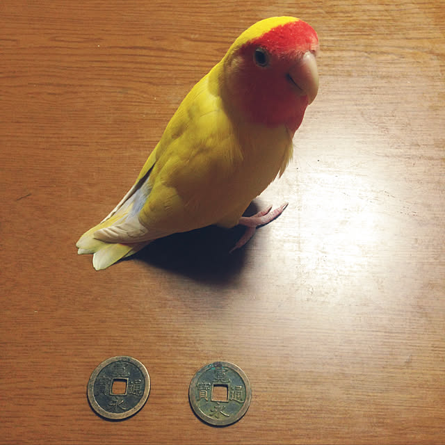 aoinokimiさんの実例写真