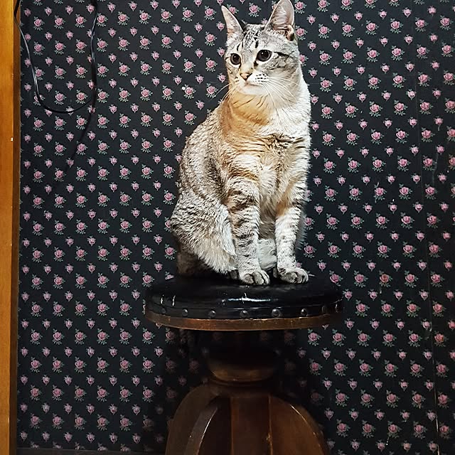 neoさんの実例写真