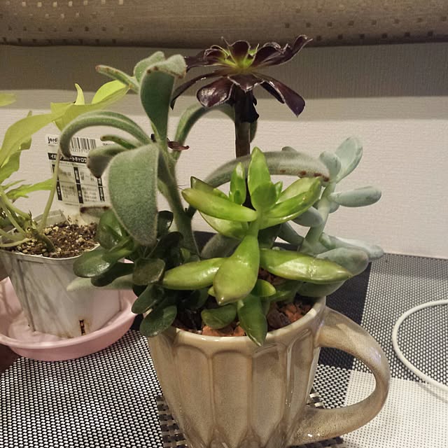 実例写真
