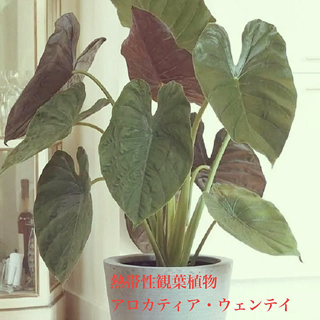 seiseiさんの部屋