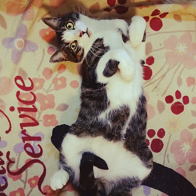 6catsさんの実例写真