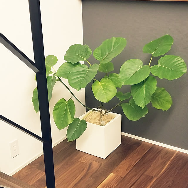 壁/天井/みどりのある暮らし/観葉植物のインテリア実例 - 2017-11-08 22:32:48