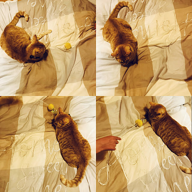 tomorinさんの実例写真