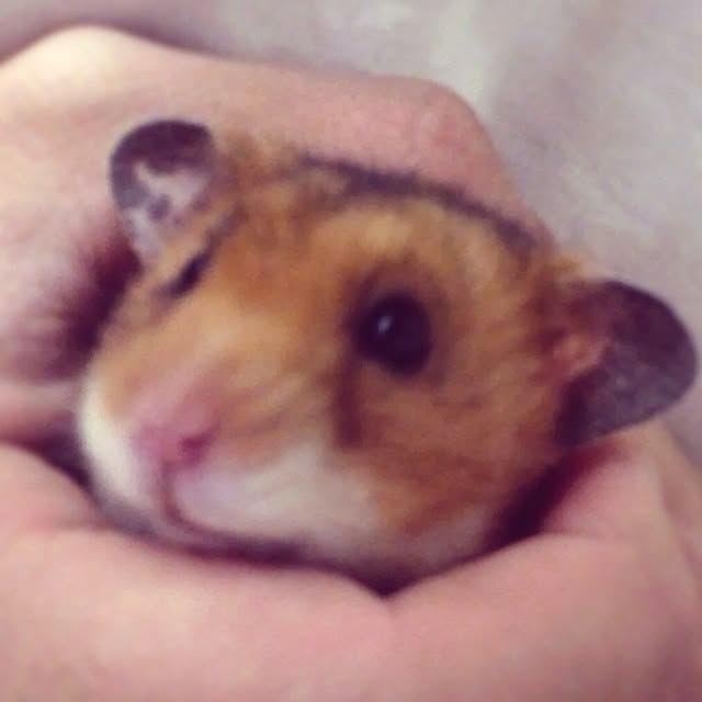 bichunosukeさんの実例写真