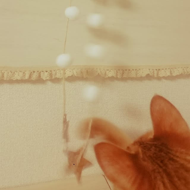 ikoiさんの実例写真