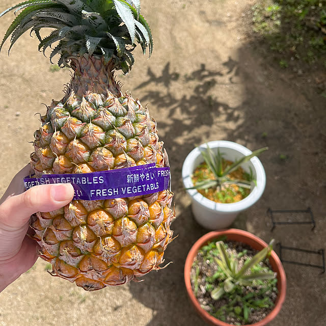 vickyfukuさんの実例写真
