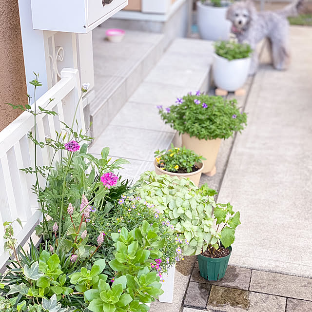 hokulonikoaさんの実例写真