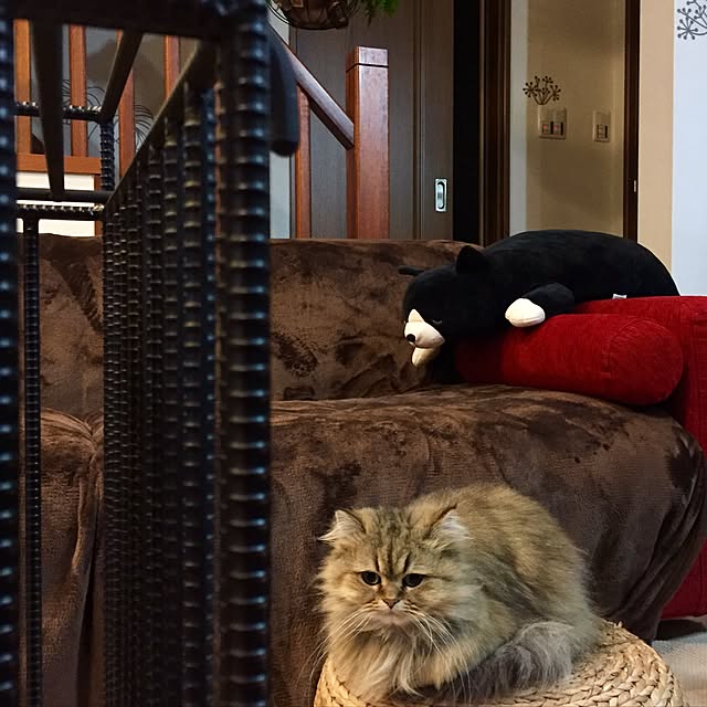 butachanさんの実例写真