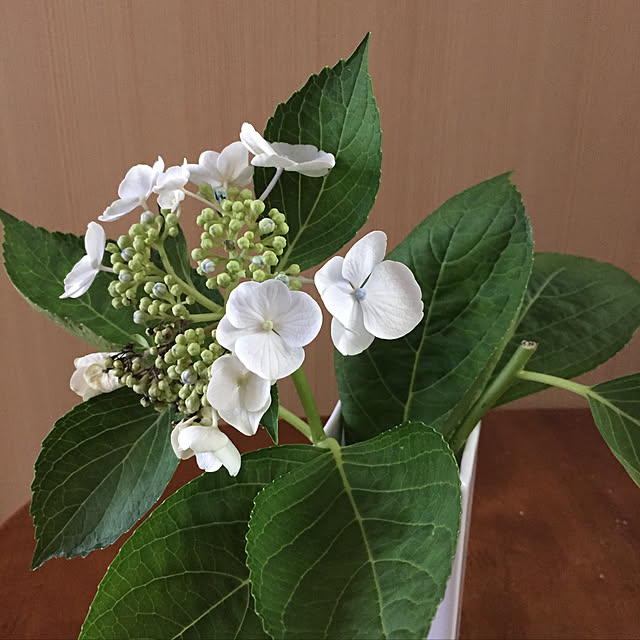 v.4ma-ma.0519さんの実例写真