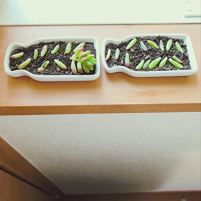 harvestさんの実例写真