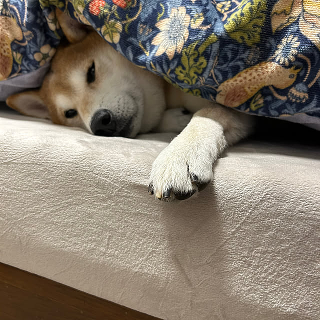 asahibaさんの部屋