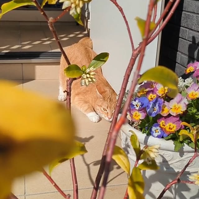 minnieさんの部屋