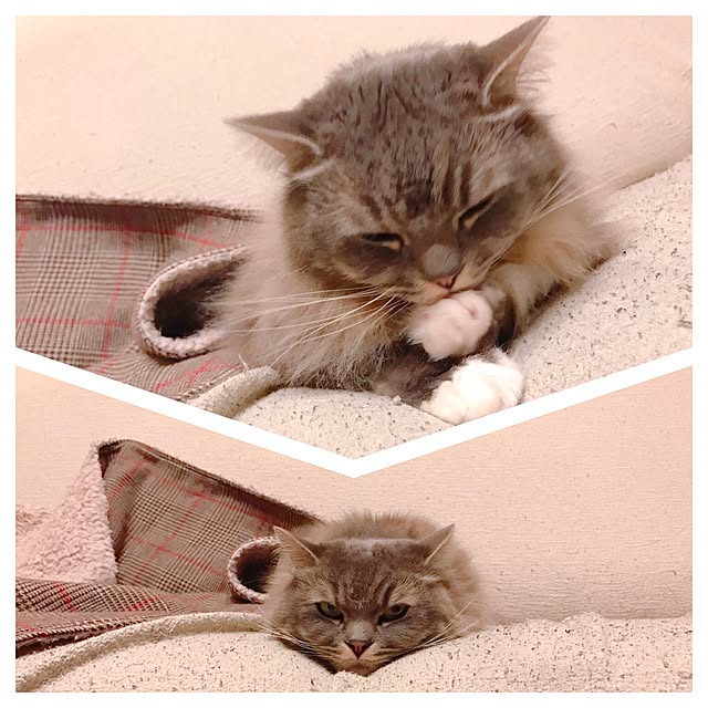 mii-tanさんの実例写真