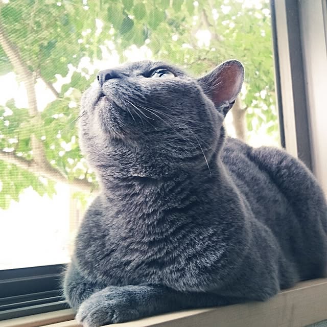 kosame918さんの実例写真