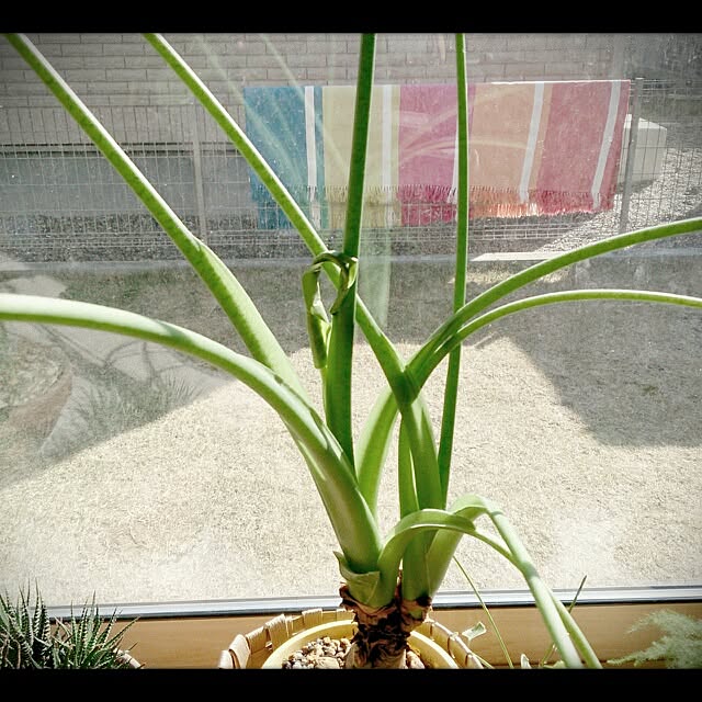 urchinさんの実例写真