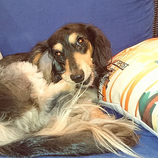 cocosorasakuさんの実例写真