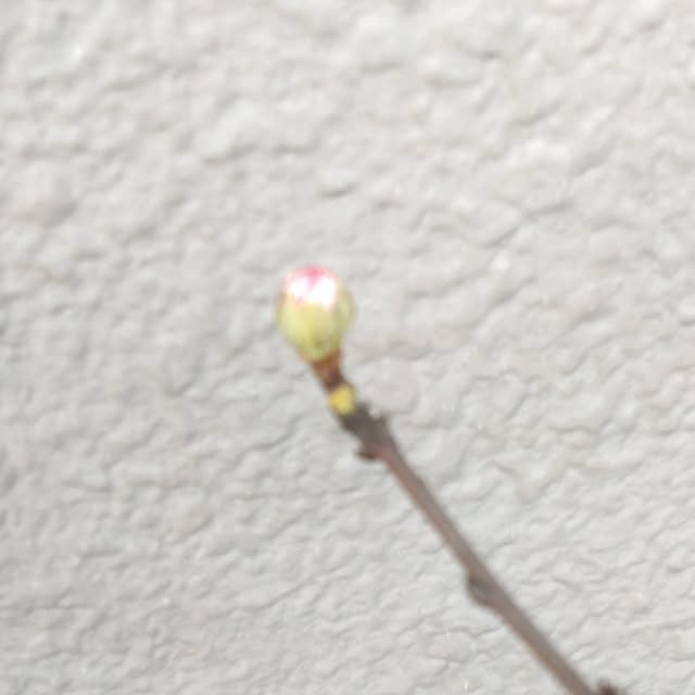 kakkaさんの実例写真