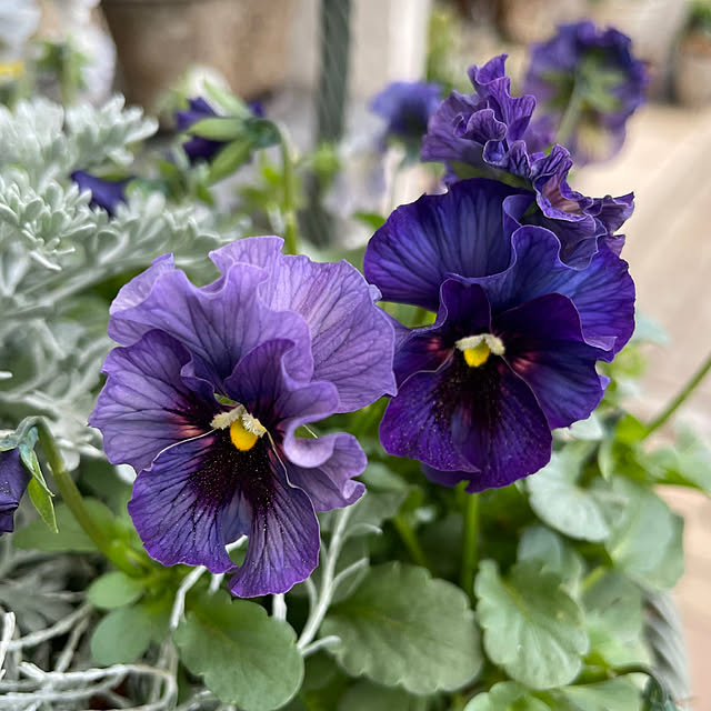 shiropenguinさんの部屋