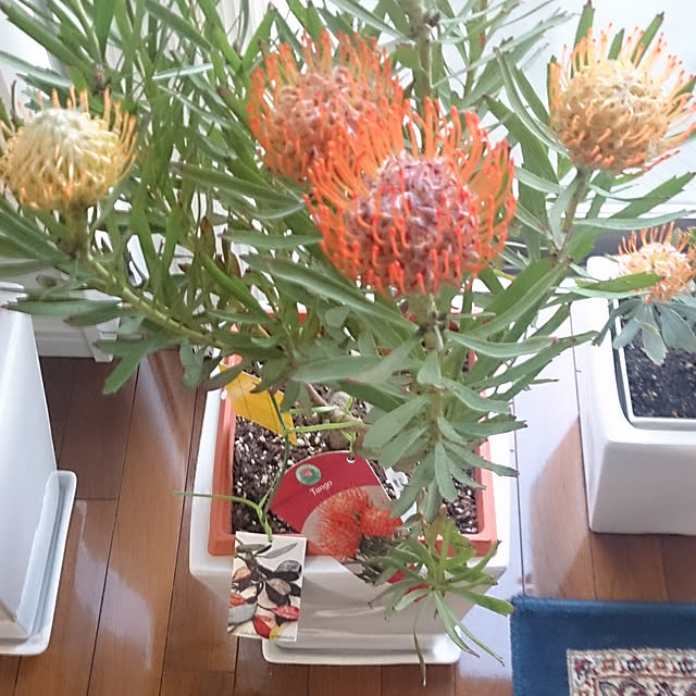 リビング/植木鉢のインテリア実例 - 2018-06-06 17:57:04