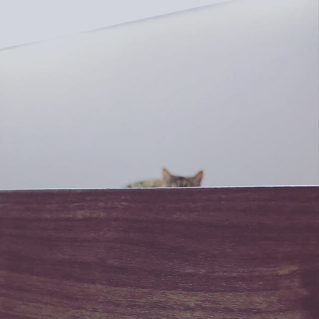 meloさんの実例写真
