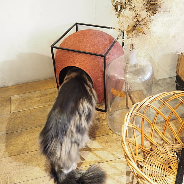decorameowさんの実例写真