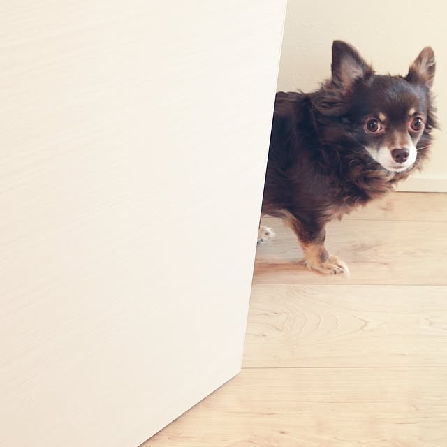 Yokoさんの実例写真