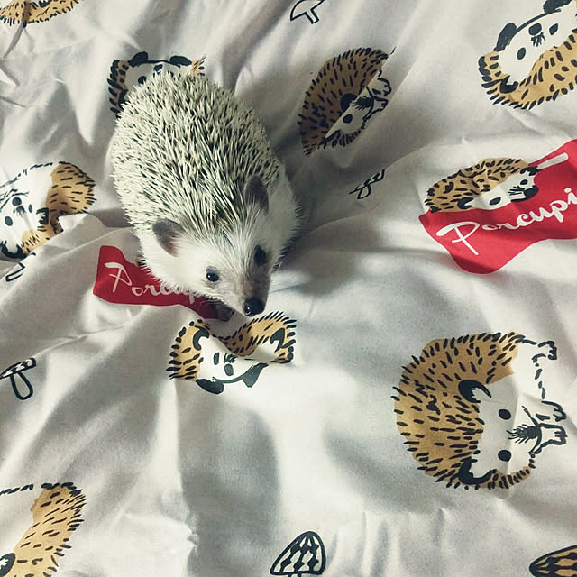 tomominさんの実例写真