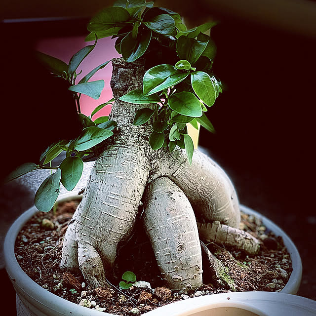 実例写真