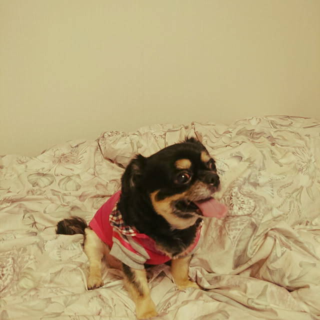 m.retoroさんの実例写真