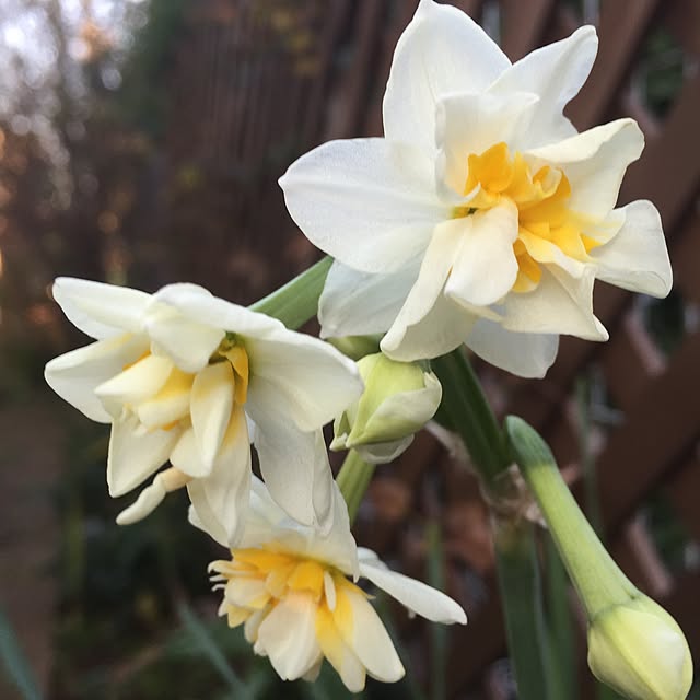 happygardenさんの実例写真