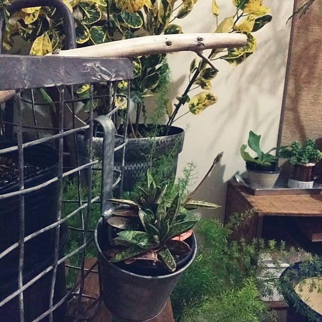 kuuuuさんの実例写真