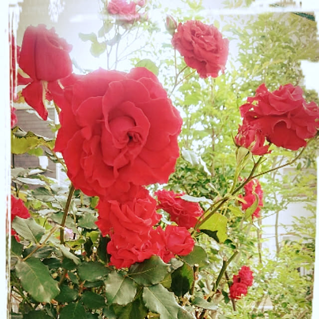 KOMARIN358さんの実例写真