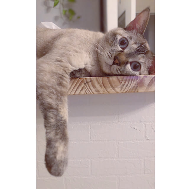 noelさんの実例写真