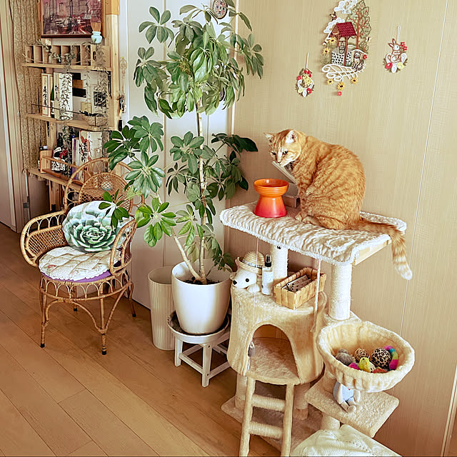 molpieさんの実例写真