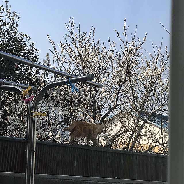 EMIKOさんの実例写真