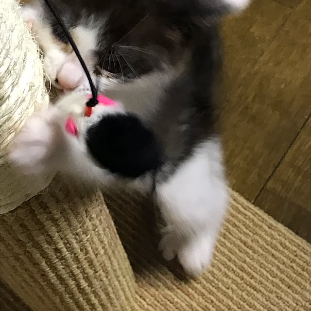 mebosoさんの実例写真