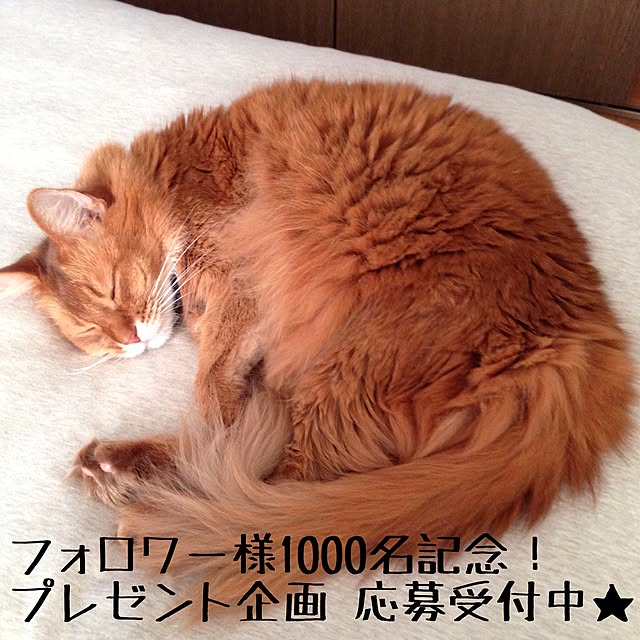 yukinoさんの実例写真