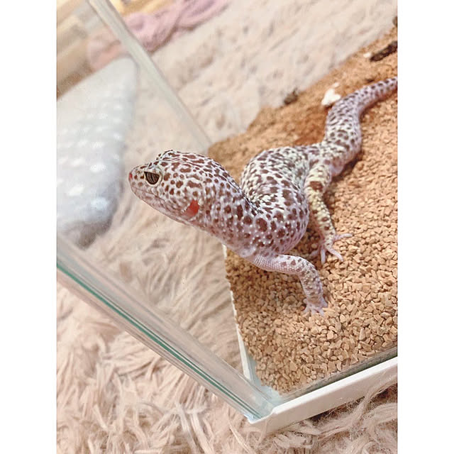 chaluさんの実例写真