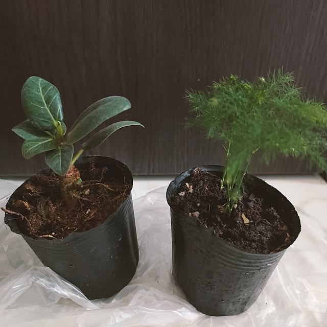 napiさんの部屋