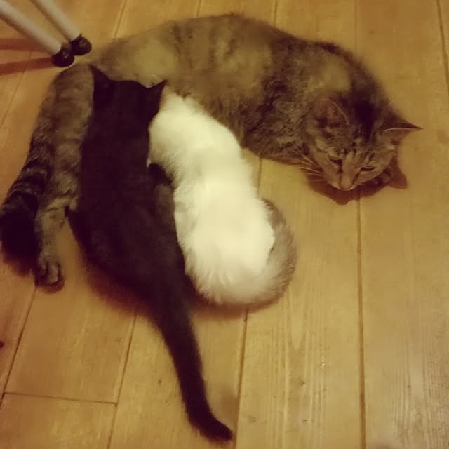 Maki-nekomamireさんの実例写真