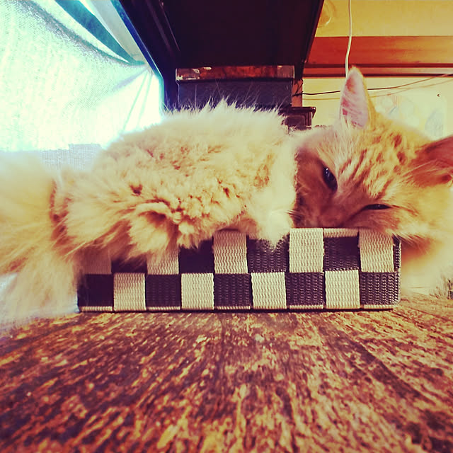 choku3さんの実例写真