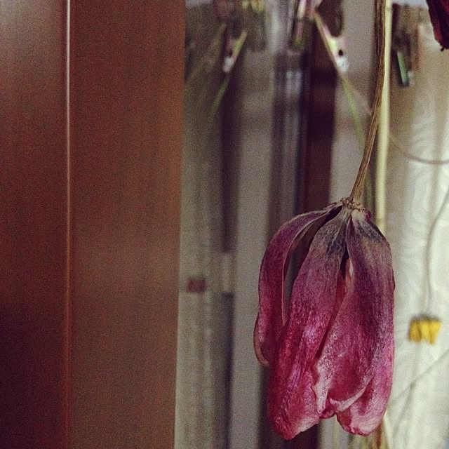 Yukonさんの実例写真