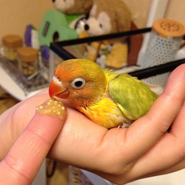 rima29さんの実例写真