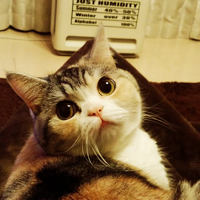 yukiさんの実例写真