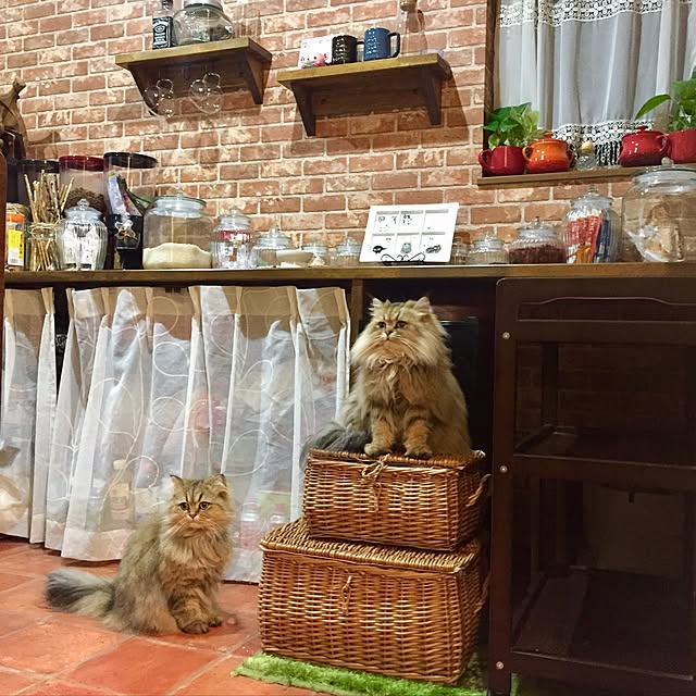 butachanさんの実例写真