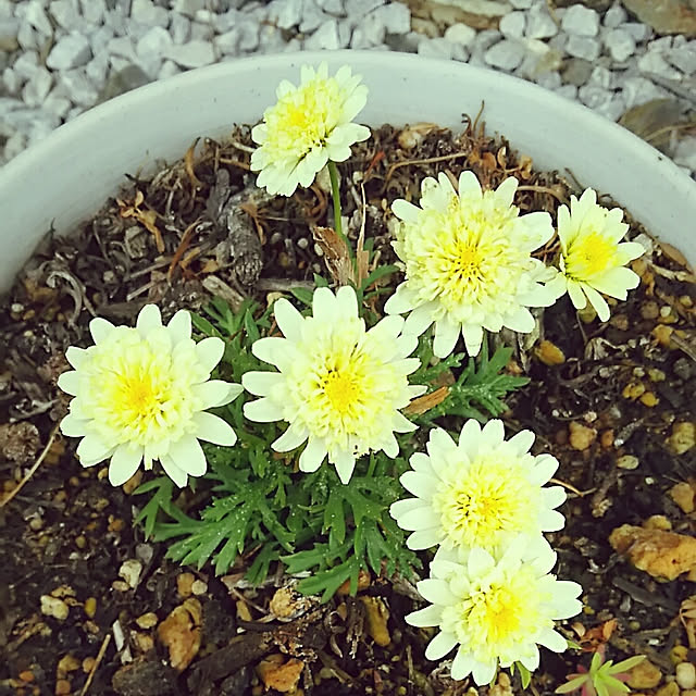 sunflowerさんの実例写真