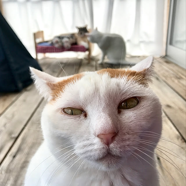 sakurasakuさんの実例写真