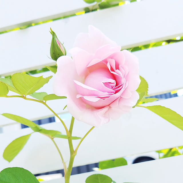 osakanaさんの実例写真