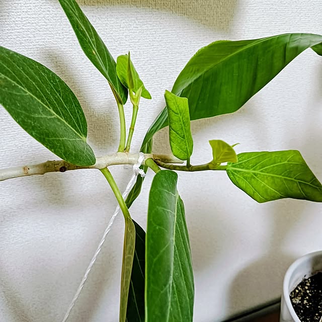 hanachanさんの部屋