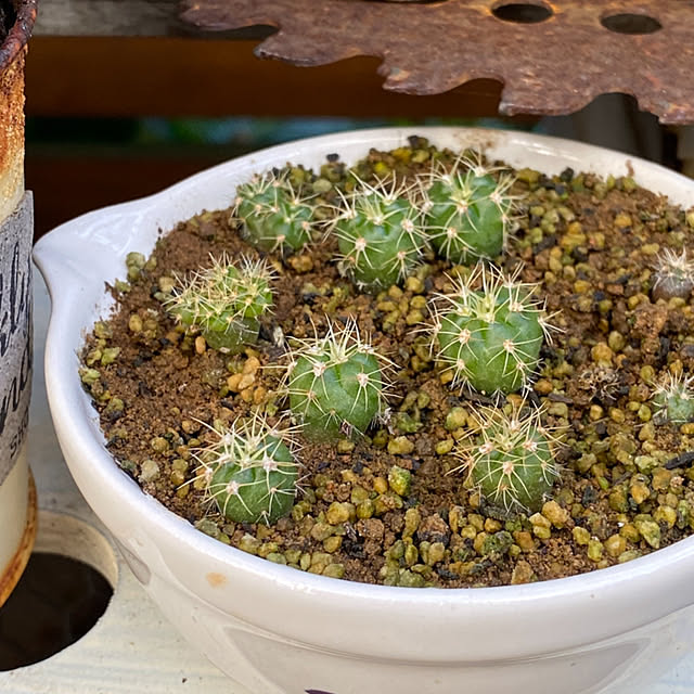 mintteaさんの部屋